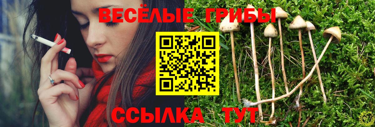 Псилоцибиновые грибы ЛСД  Псилоцибиновые грибы MAGIC MUSHROOMS  Вход с VPN  Курганинск 